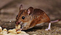 24 Hour & Emergency Exterminators in Souderton, PA